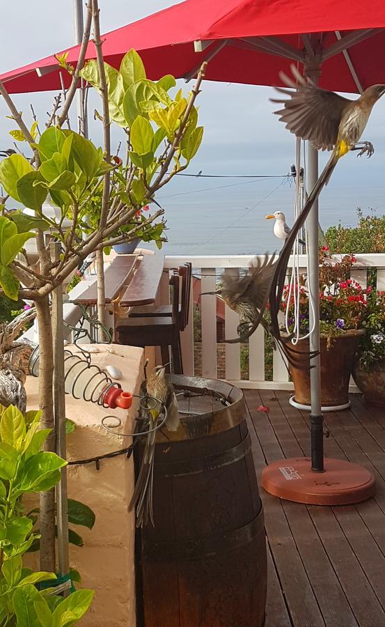 Belle Vue Guesthouse Hermanus Extérieur photo